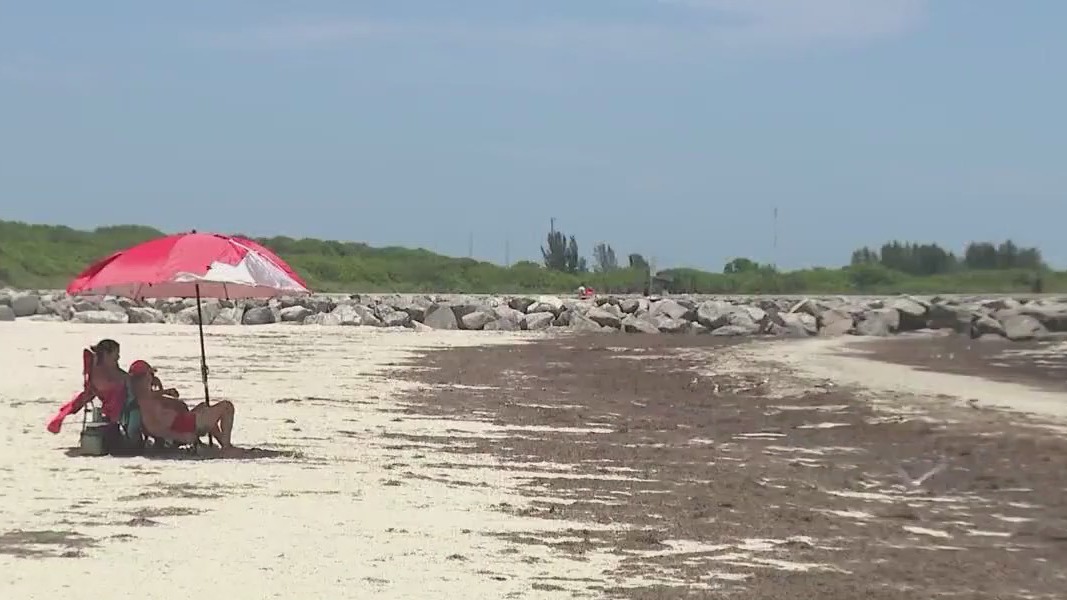 Drop in sargassum in Atlantic