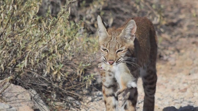Reward offered to help find person responsible for Arizona bobcat's death