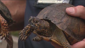 Turtles offer one shell of a good time at Brookfield Zoo Chicago