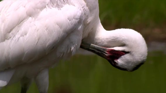 Open Record: The Comeback Crane
