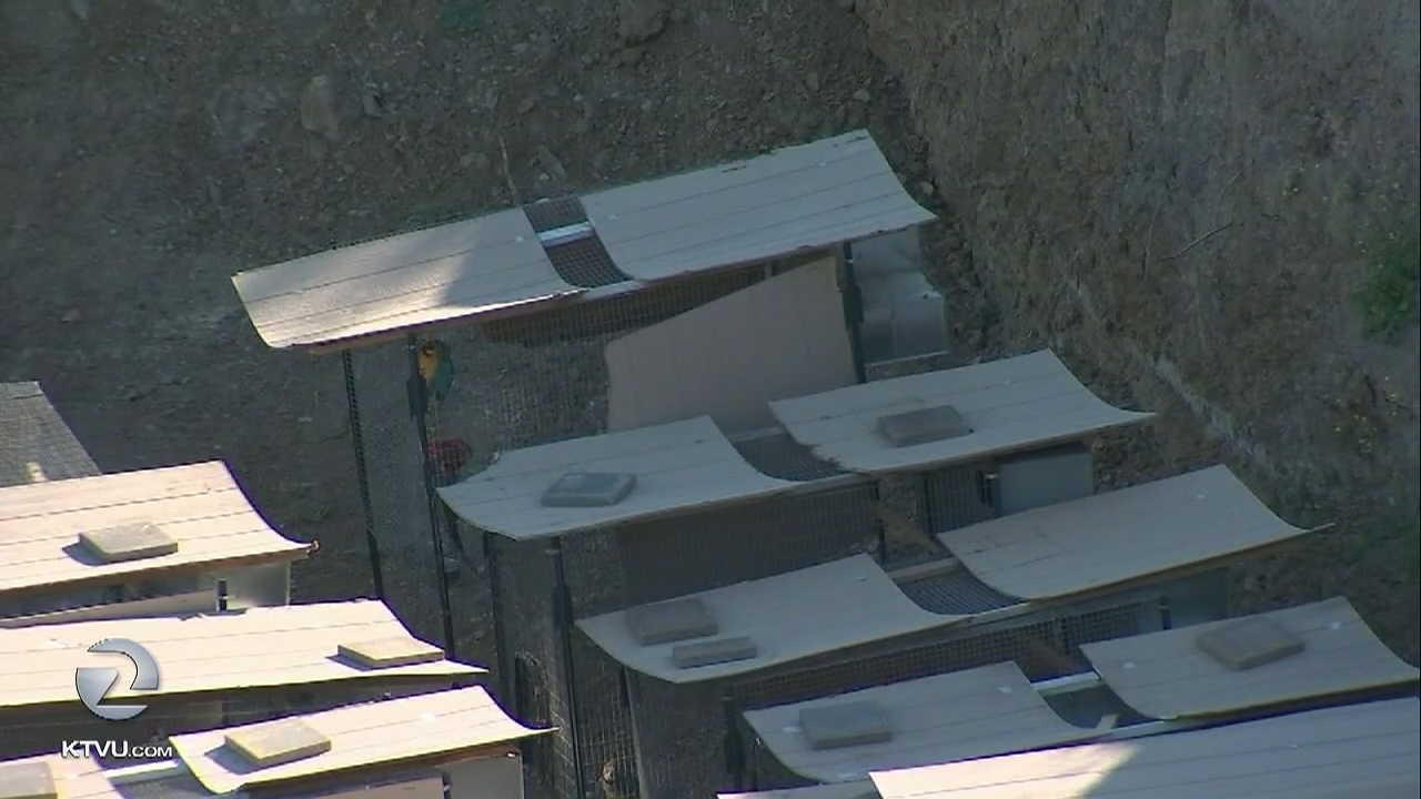 Neighbors cry foul over backyard birds