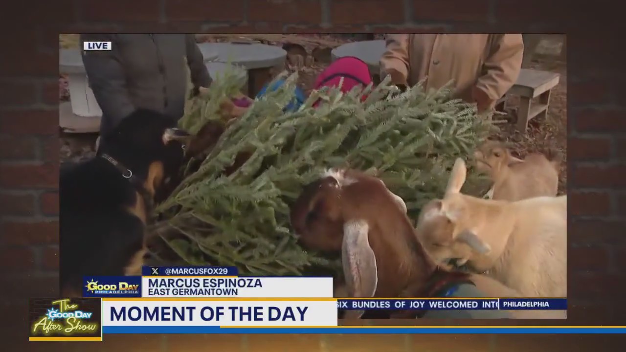 Moment of the Day: Goats eat Christmas trees
