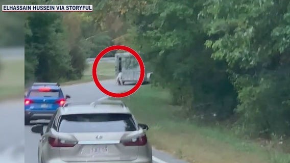 'Don't do it cow.. don't do it' -- Calf jumps from moving trailer