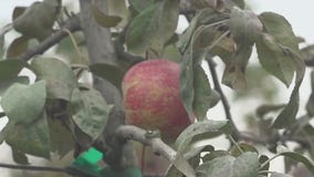 Food worries: Drought could hit apple production in the U.S.