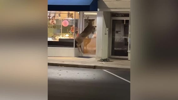 Deer attacks doors of West Bend businesses