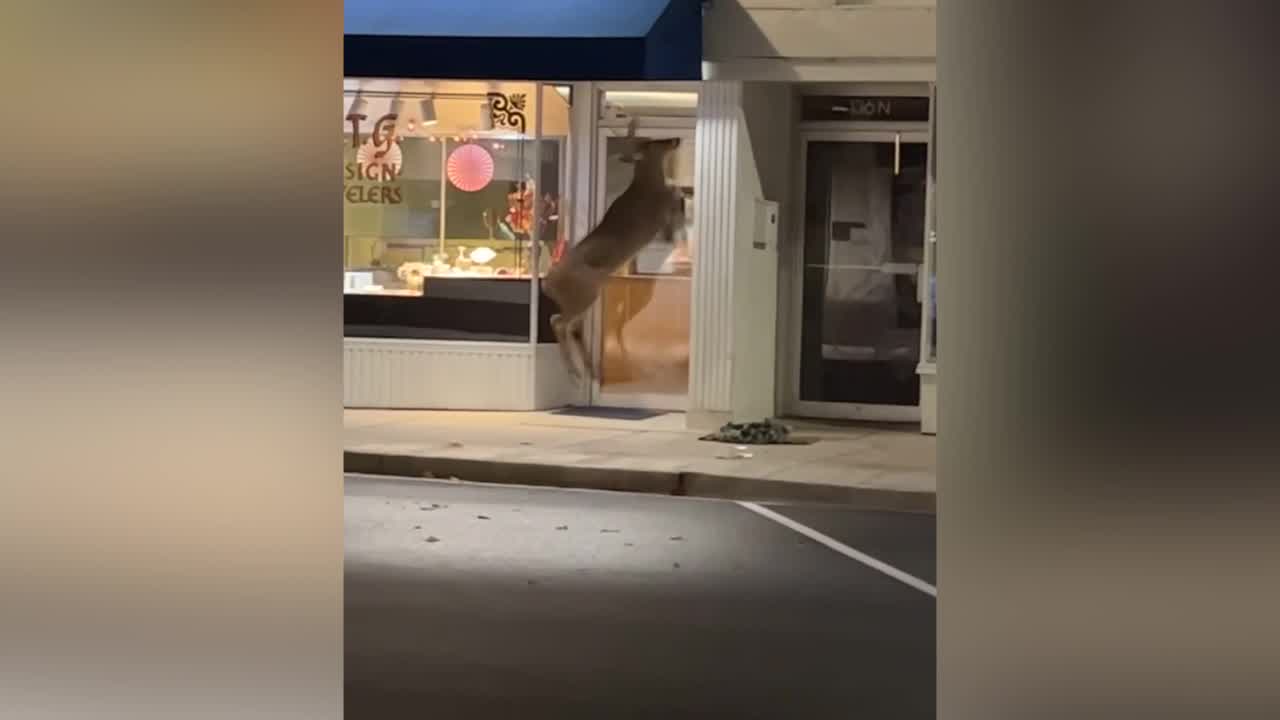 Deer attacks doors of West Bend businesses