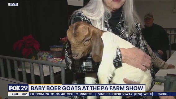 Cuddle a baby goat for free at the Pennsylvania Farm Show