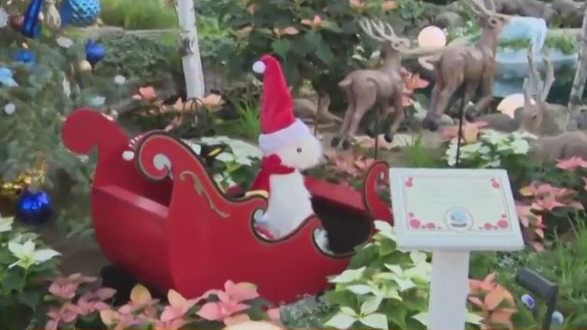 Holiday plants at the Mitchell Park Domes