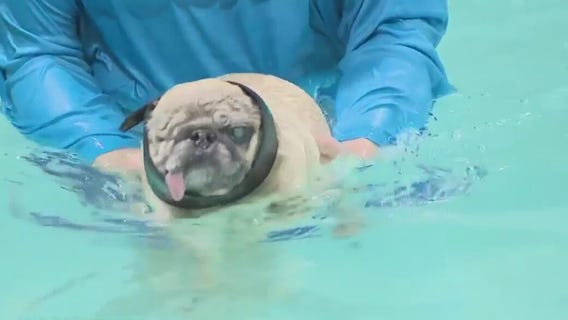 Pee Wee the Blind Pug swimming