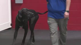 Zoila Zone with Capone & Gus Playing