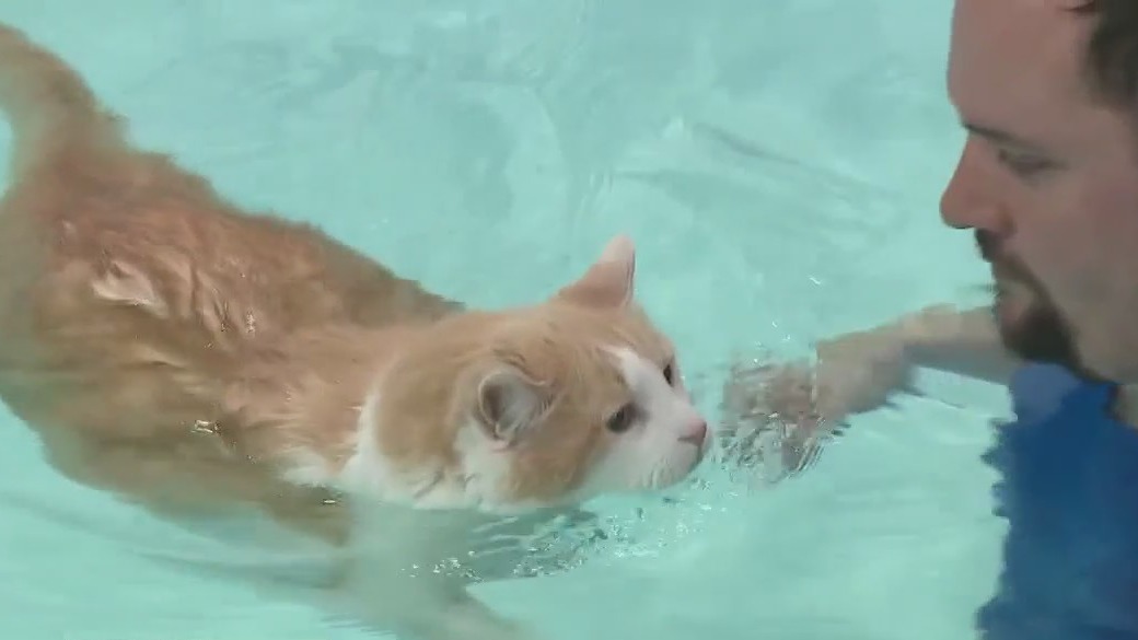 Winston the Cat doing an assisted Swim