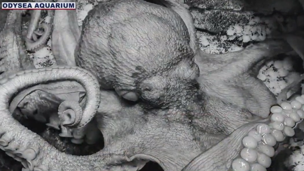 Rest in peace, Tako: OdySea's resident Giant Pacific octopus dies