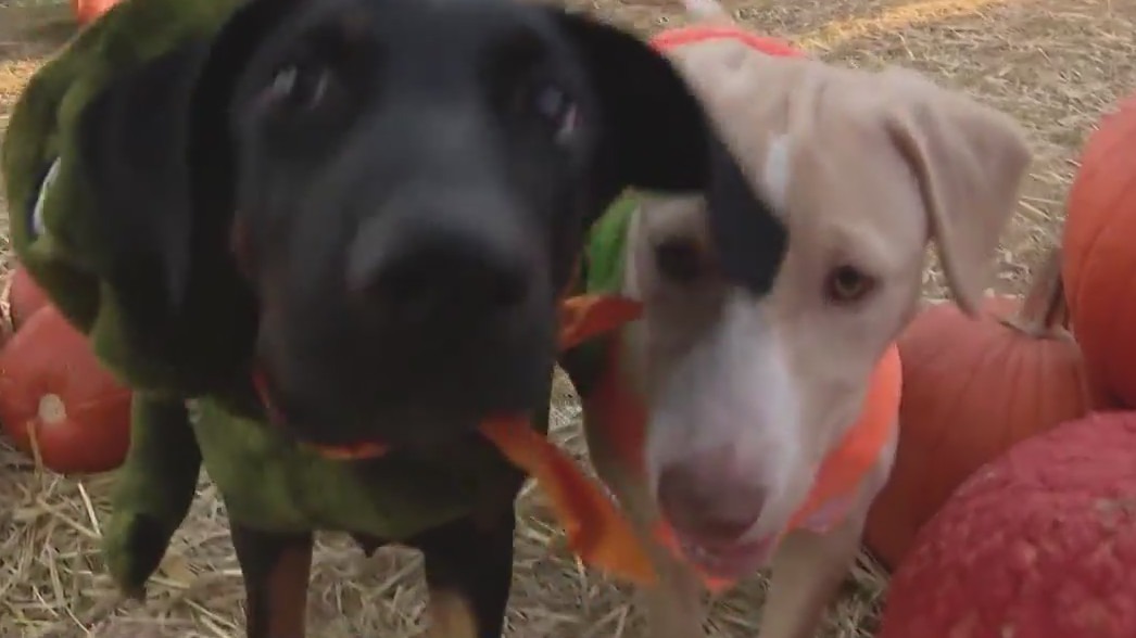 Pumpkins and pups: Desert Tails helps you celebrate Halloween while helping animals