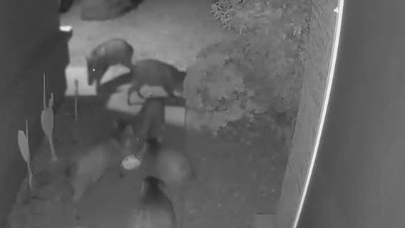 Caught on camera: Arizona javelinas help themselves to Halloween pumpkins
