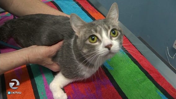 Nine Lives animal shelter needs to be rescued