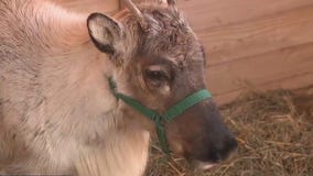 Live reindeer at Franklin's Enchant Christmas