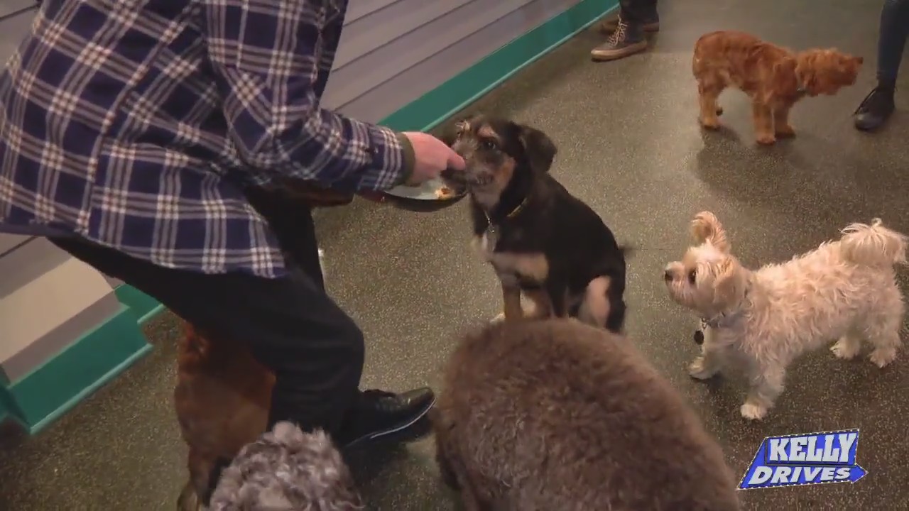 Drinks and Dogs at The Boozy Mutt