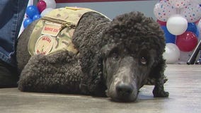 Soldiers Best Friend in Arizona honors those who served and those who comfort them