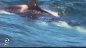 Orca attack on shark caught on camera