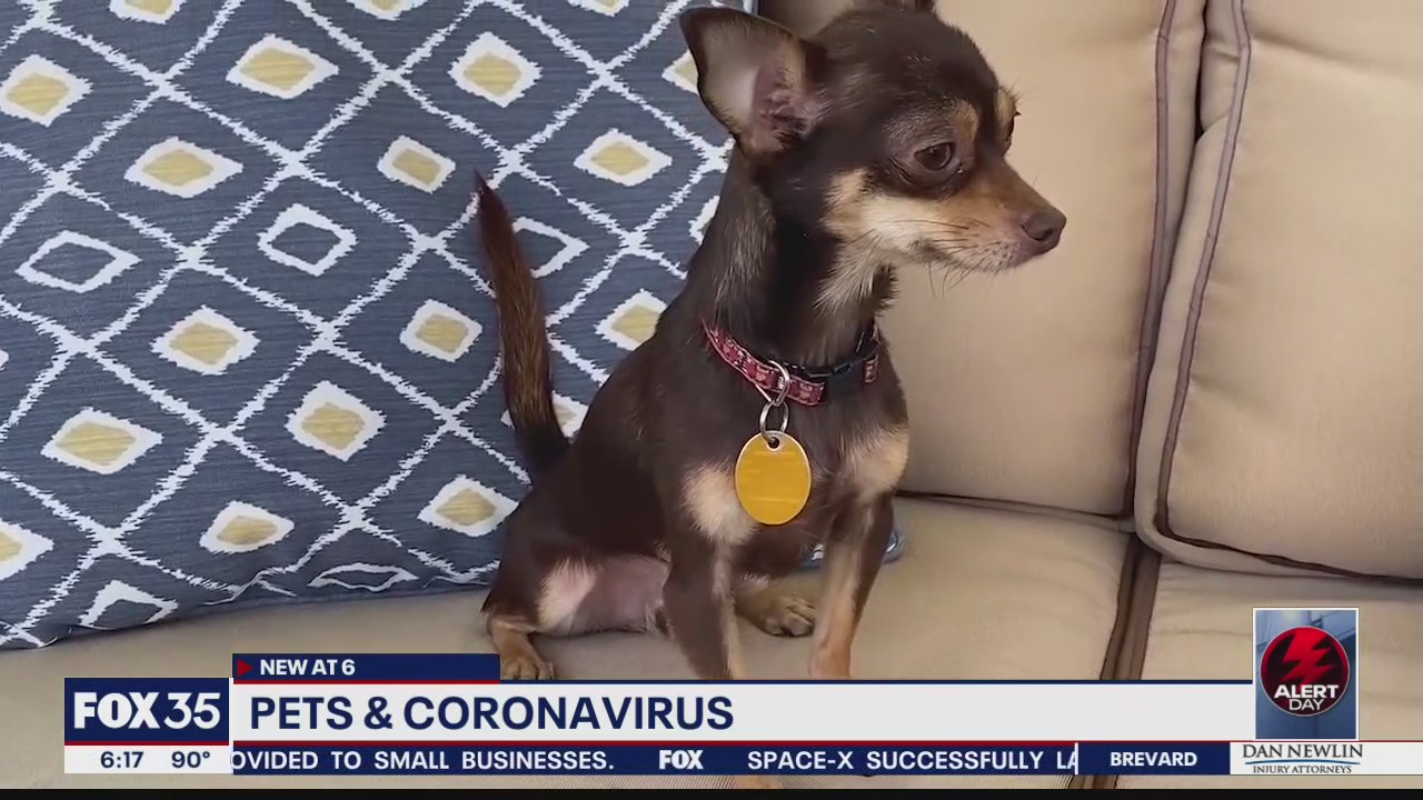 Pets and the coronavirus