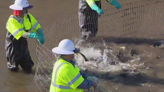 SRP herds fish from Phoenix area canal
