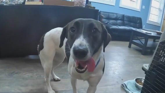 Dog rescued from icy water in Kenosha