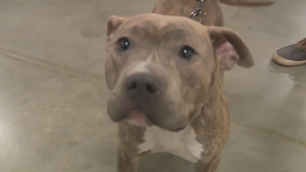 Pet Expo MKE at State Fair Park