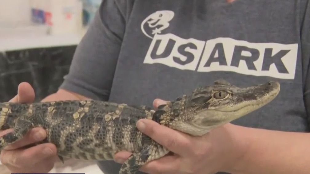 'Lil Crusher' the alligator at Pet Expo MKE