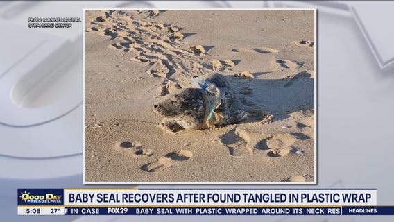 Baby seal with plastic wrapped around its neck rescued at Jersey Shore