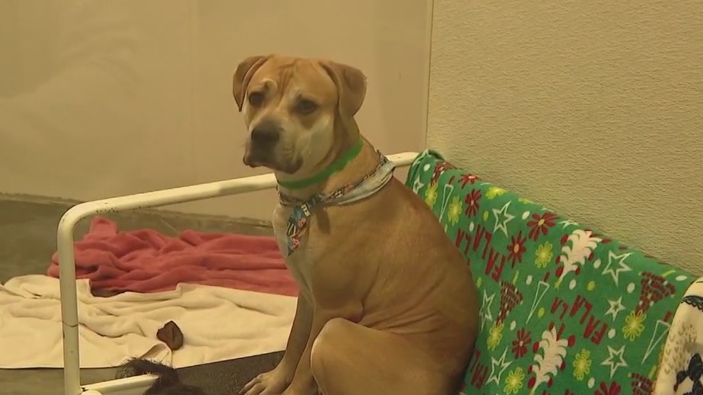 Maricopa County Animal Care and Control reopens East Valley shelter following distemper outbreak