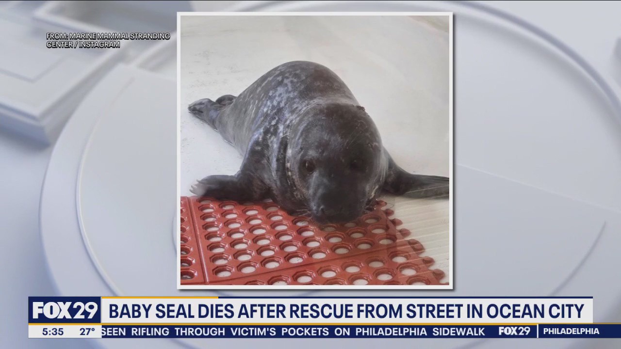 Baby seal dies after rescue from street in Ocean City