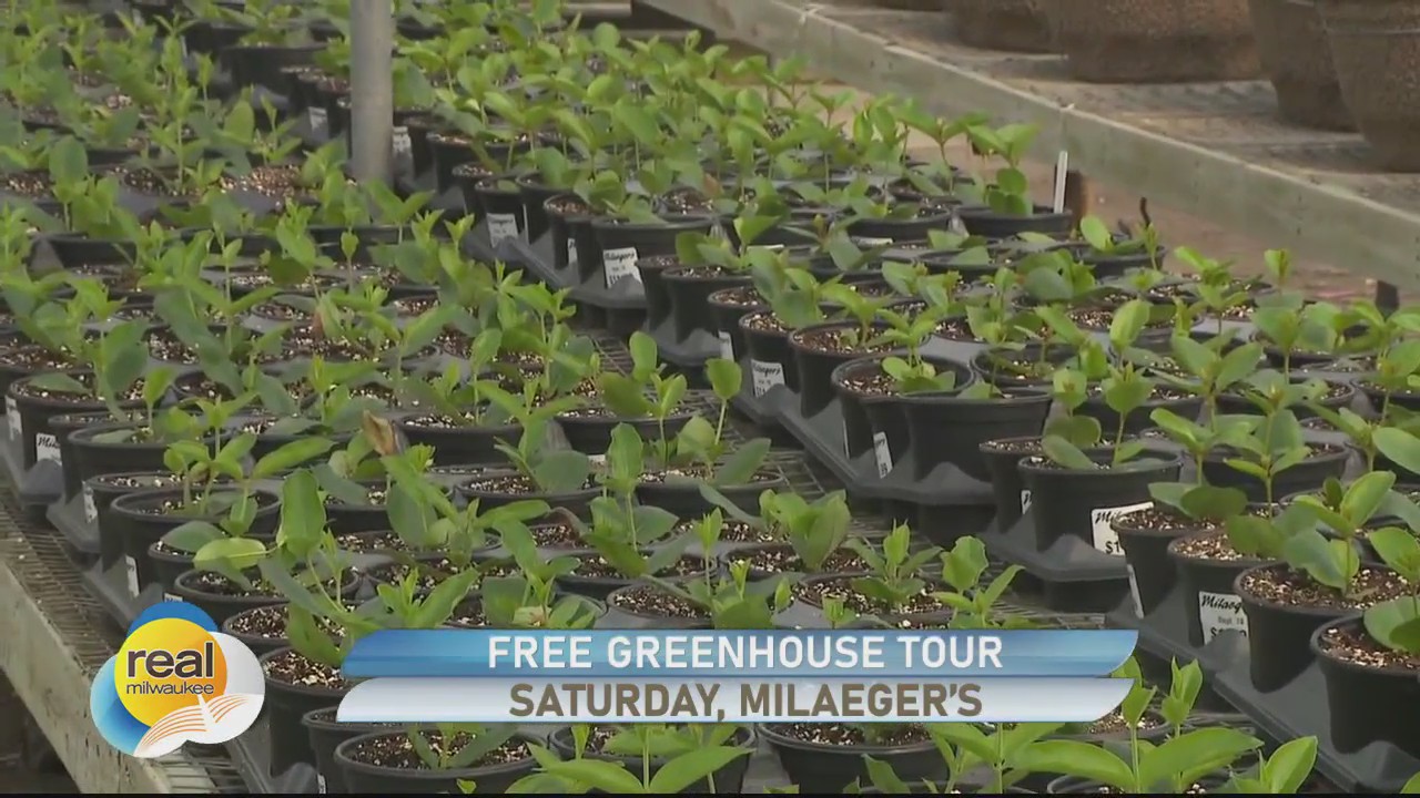 Take a peek inside a greenhouse during Milaeger?s Indoor Pop-Up Biergarten