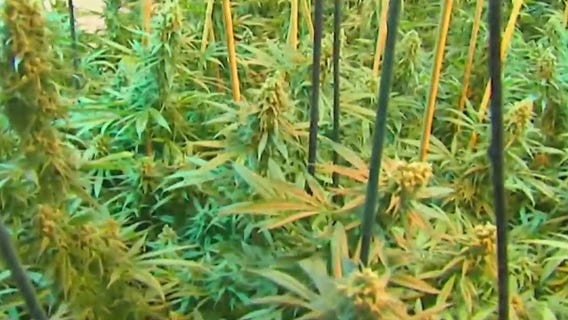 FDA exploring how to regulate CBD in food, supplements