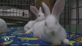 New homes sought after bunny bust