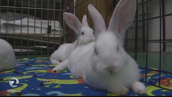 New homes sought after bunny bust