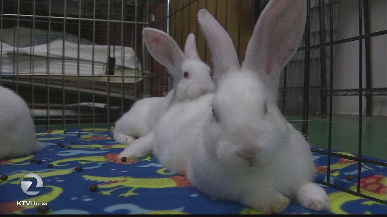 New homes sought after bunny bust