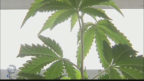 Cities look to accommodate marijuana if voters say yes