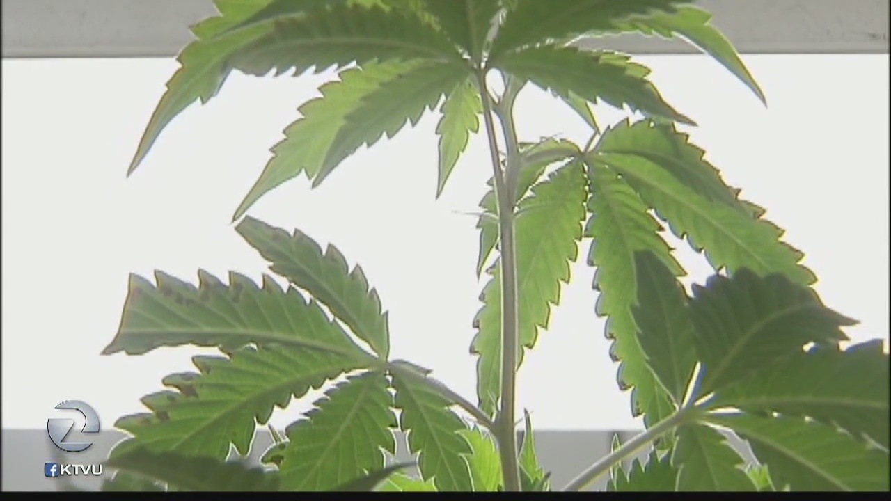 Cities look to accommodate marijuana if voters say yes