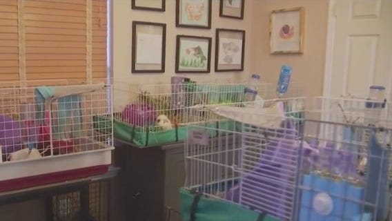 Texas woman goes out of her way to rescue guinea pigs