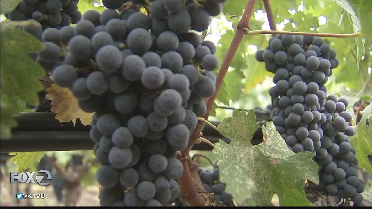 Rain returns before grapes picked for harvest