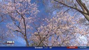 DC cherry blossoms peak bloom date pushed back
