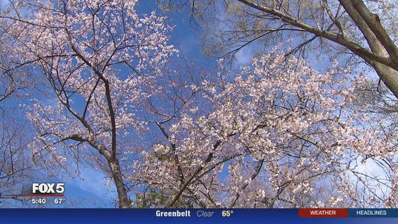 DC cherry blossoms peak bloom date pushed back
