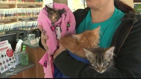 Injured kittens turned in to North Bay shelter
