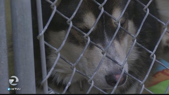 Dogs at Sonoma County Animal Shelter at risk for parvovirus