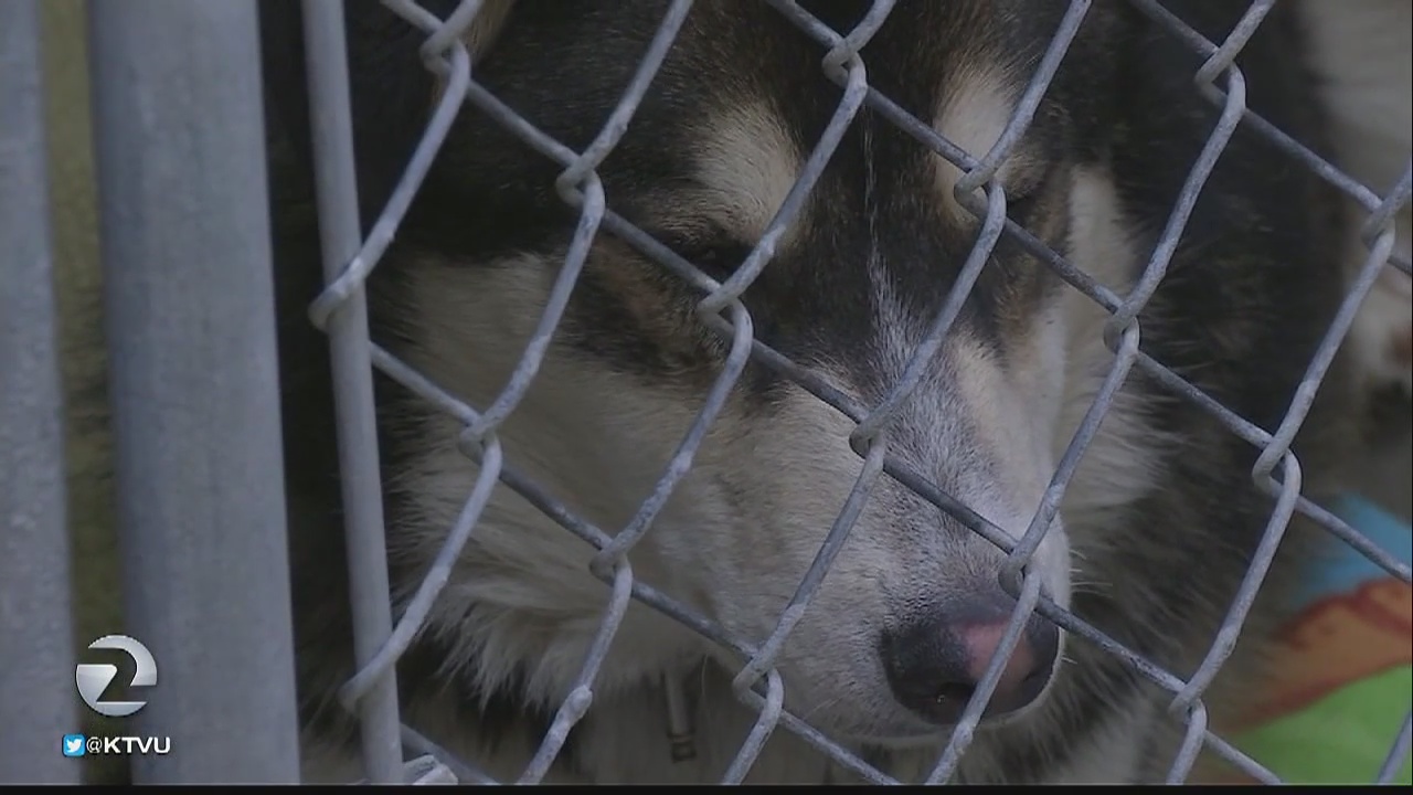 Dogs at Sonoma County Animal Shelter at risk for parvovirus