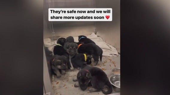 Box of puppies left at Heidi's Village in Phoenix: 'More and more common'