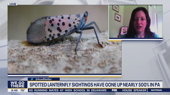Officials say spotted lanternfly sightings, invasions up drastically this year