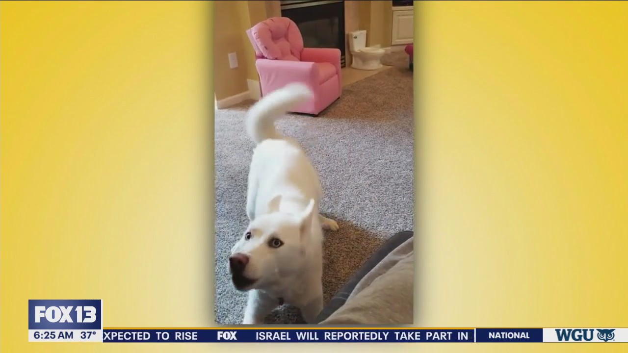 Pet Tricks for Friday, February 23