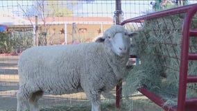San Tan Valley animal sanctuary seeking help from the community