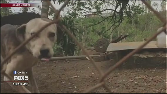 Puerto Rico relief efforts